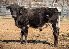 2023 BULL (MIDNIGHT LILY)